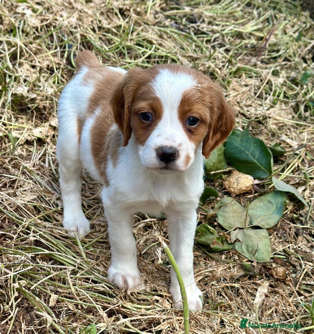 Épagneul Breton perros en venta: BRETÓN ESPAÑOL CALIDAD en Barcelona - Anuncio 2