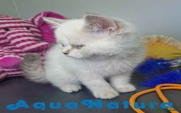 Británico de Pelo Corto gatos en venta: British Shorthair Hembra 7911 AQUANATURA - Imagen 8