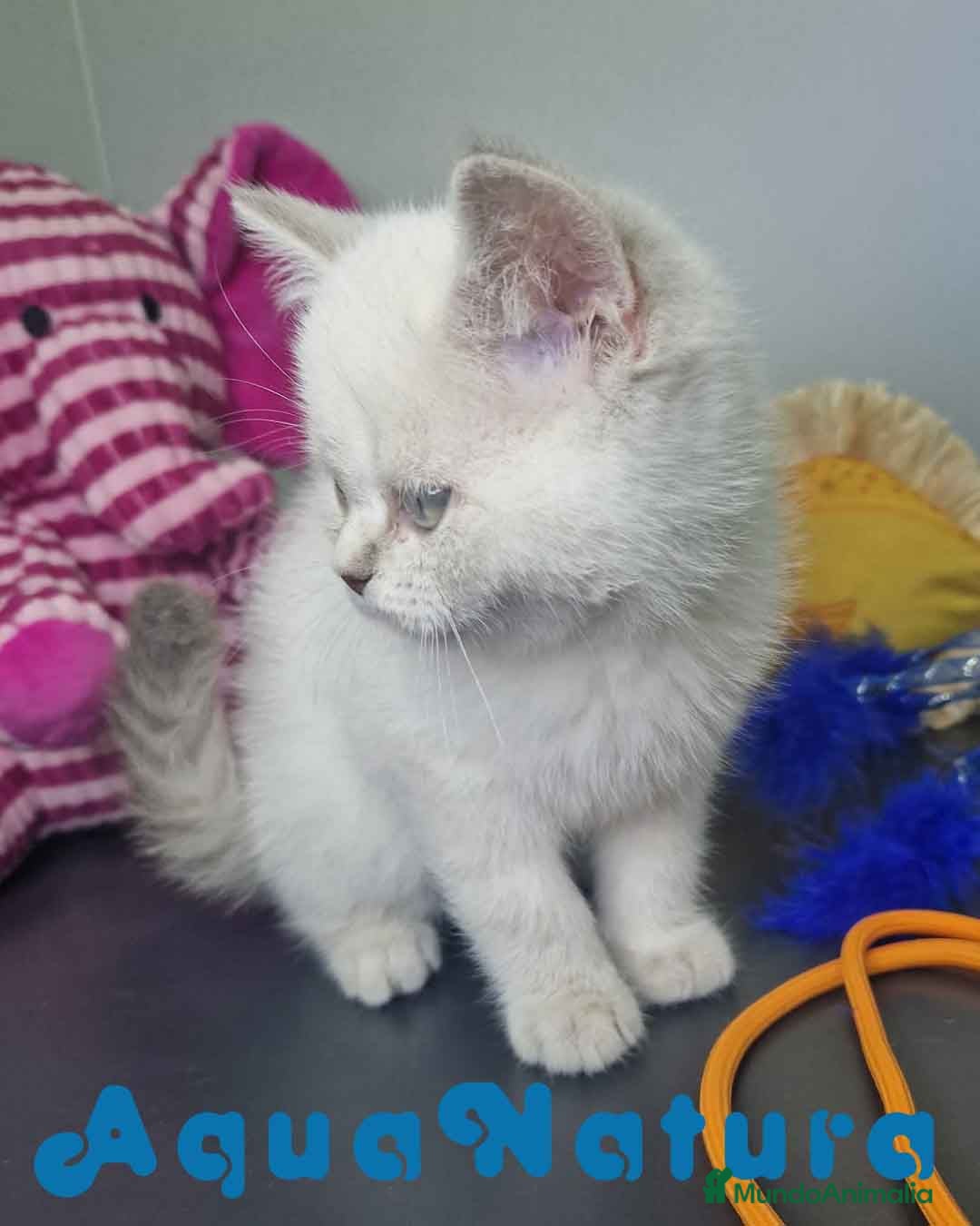 Británico de Pelo Corto gatos en venta: British Shorthair Hembra 7911 AQUANATURA - Imagen 8