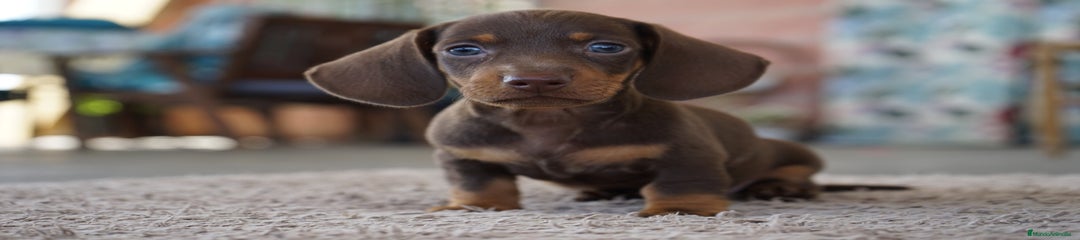 PAO