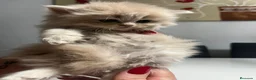 Persa gatos en venta: Gatos persas  - Anuncio 1