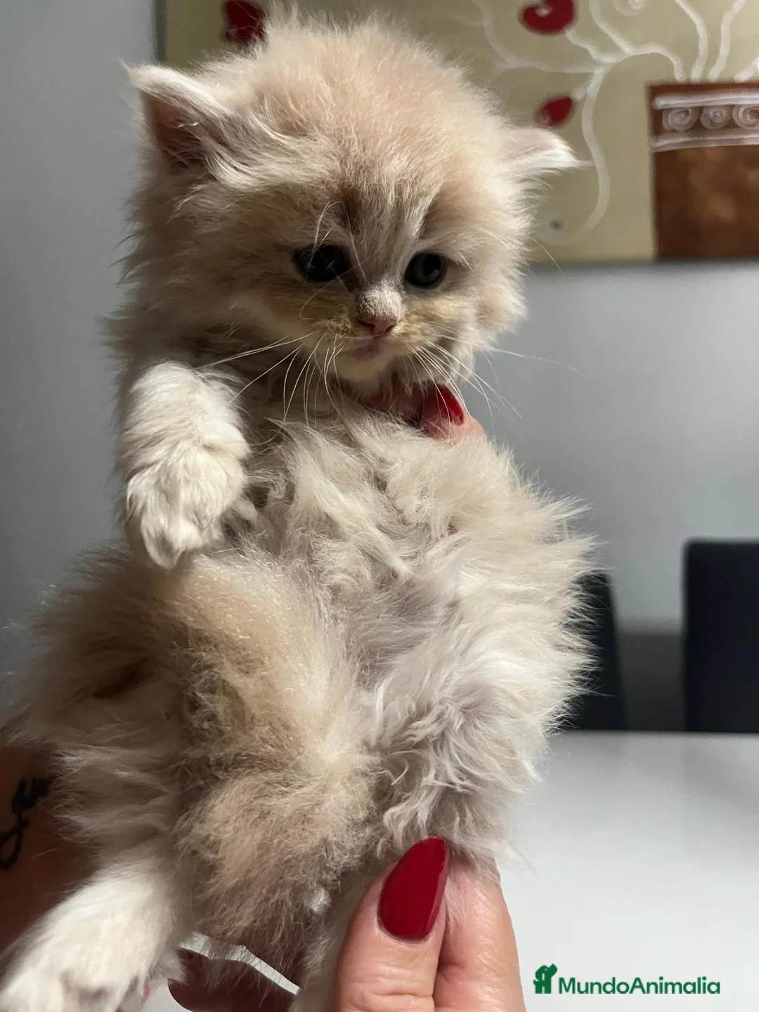 Persa gatos en venta: Gatos persas  - Anuncio 1