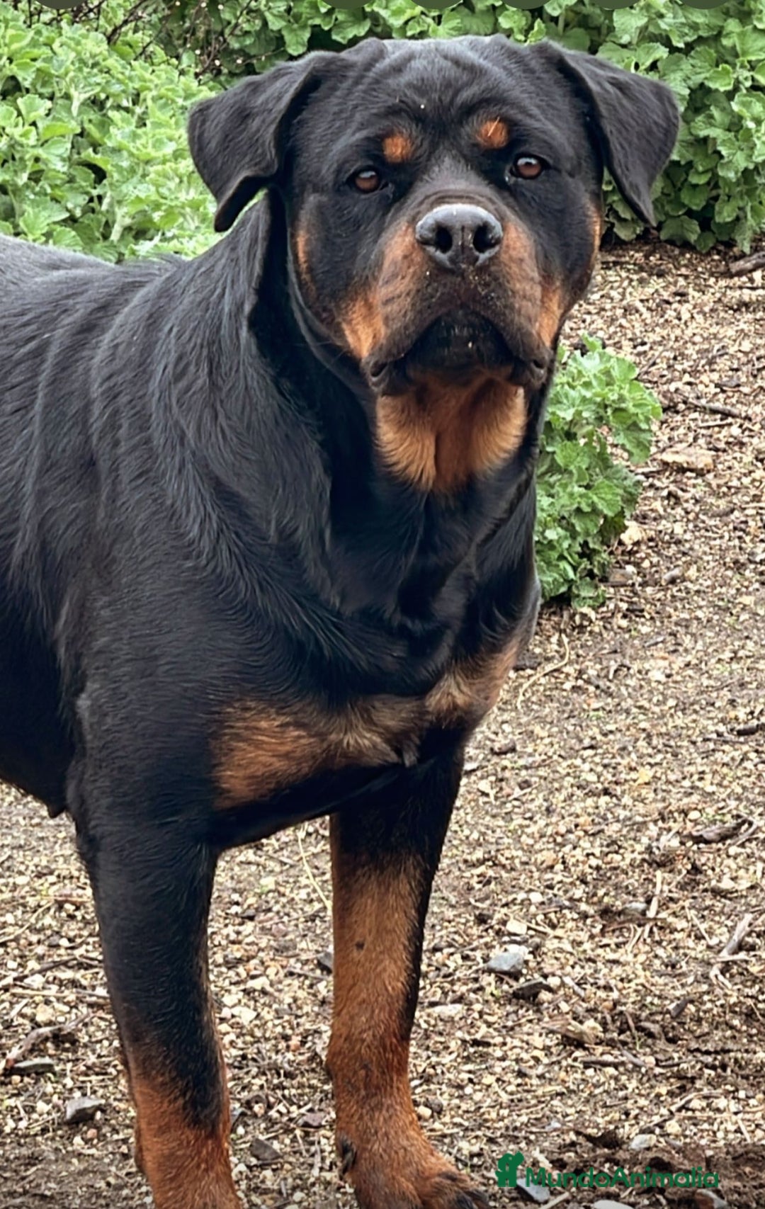 Rottweiler perros en venta: ROTTWEILER, ENTREGA INMEDIATA  - Anuncio 6