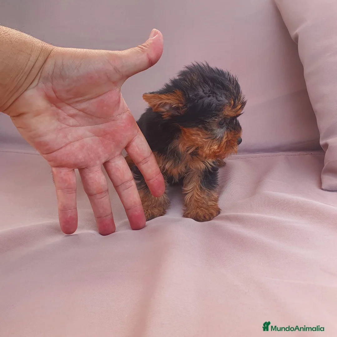 Yorkshire Terrier perros en venta: Yorkshire terrier hembra toy - Anuncio 6