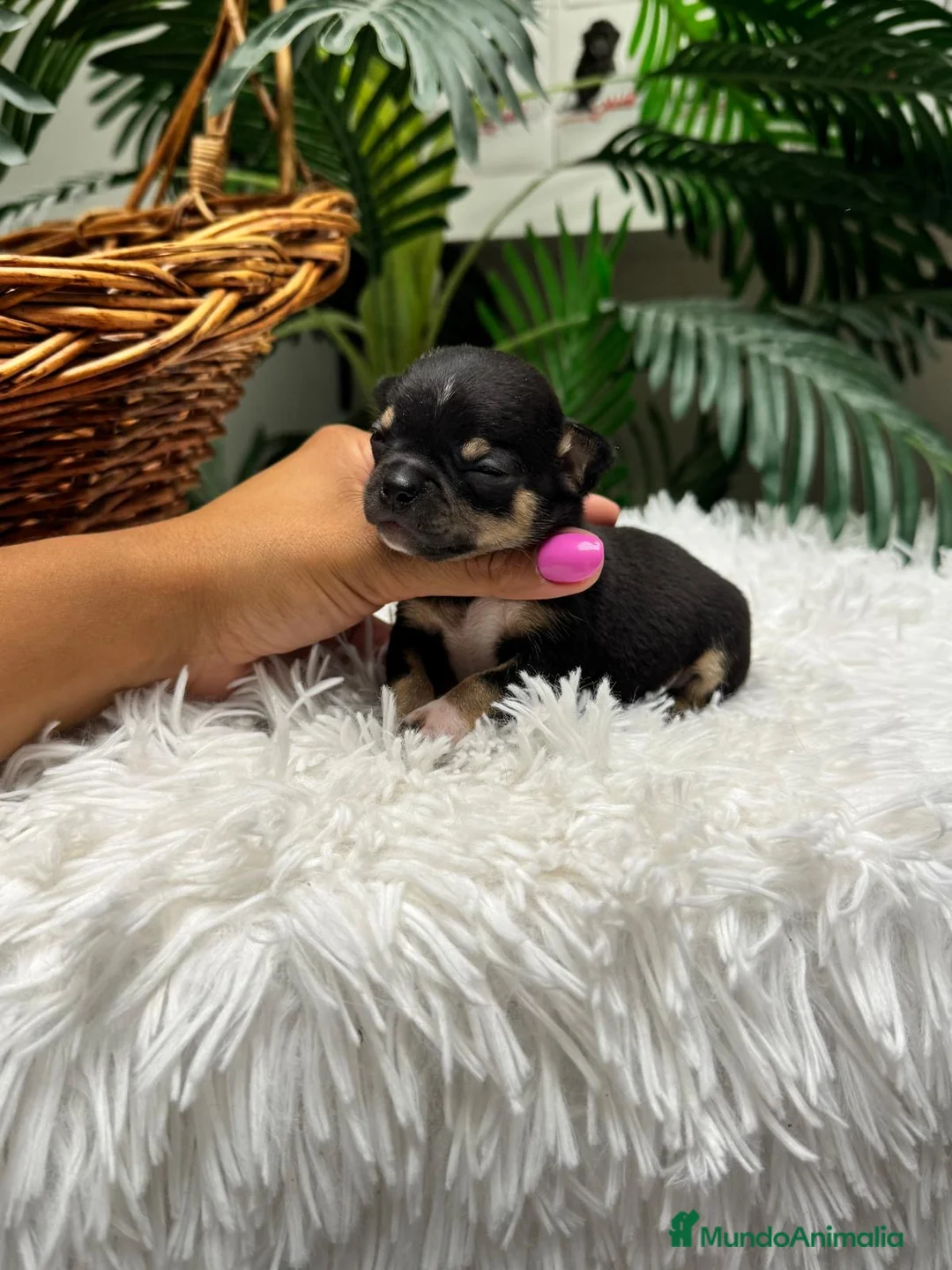 Chihuahua perros en venta: CHIHUAHUA - Anuncio 2
