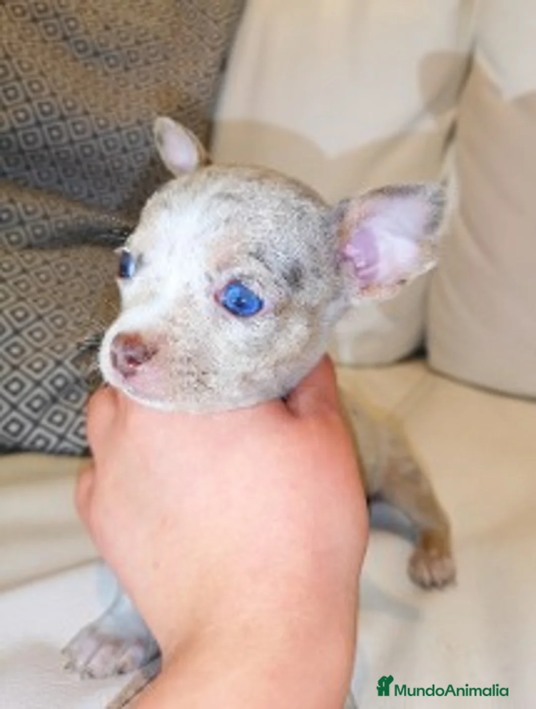 Chihuahua perros en venta: Chihuahuas OPORTUNIDAD !  en Cáceres - Anuncio 2