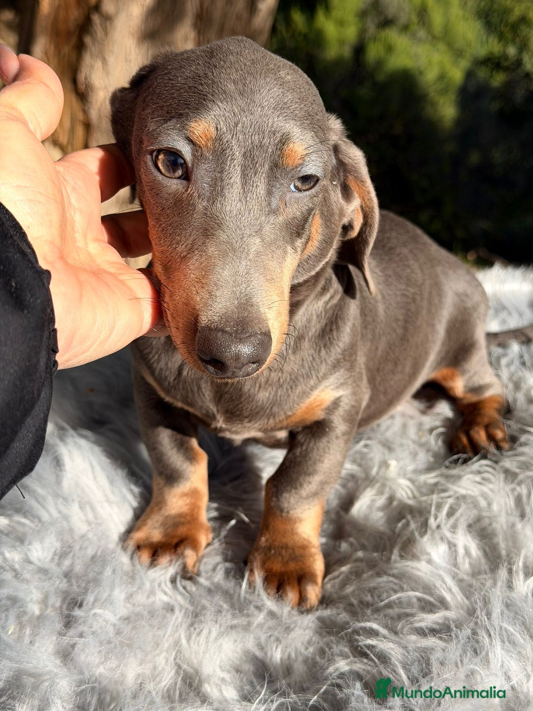 Teckel Miniatura perros en venta: Teckel blue mini - Anuncio 2