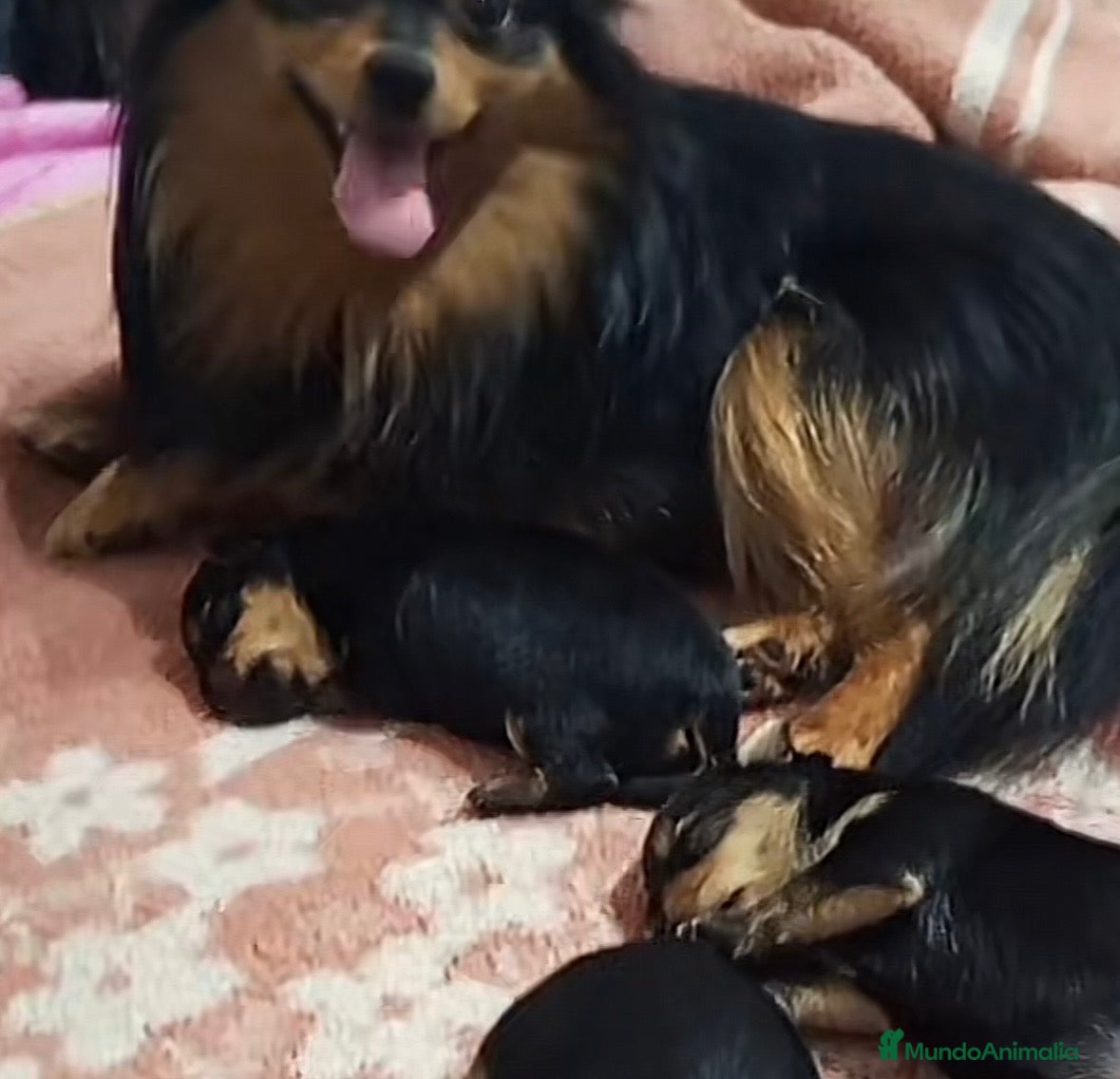 Pomerania perros Hembra de Pomerania cara de zorro - Anuncio 2