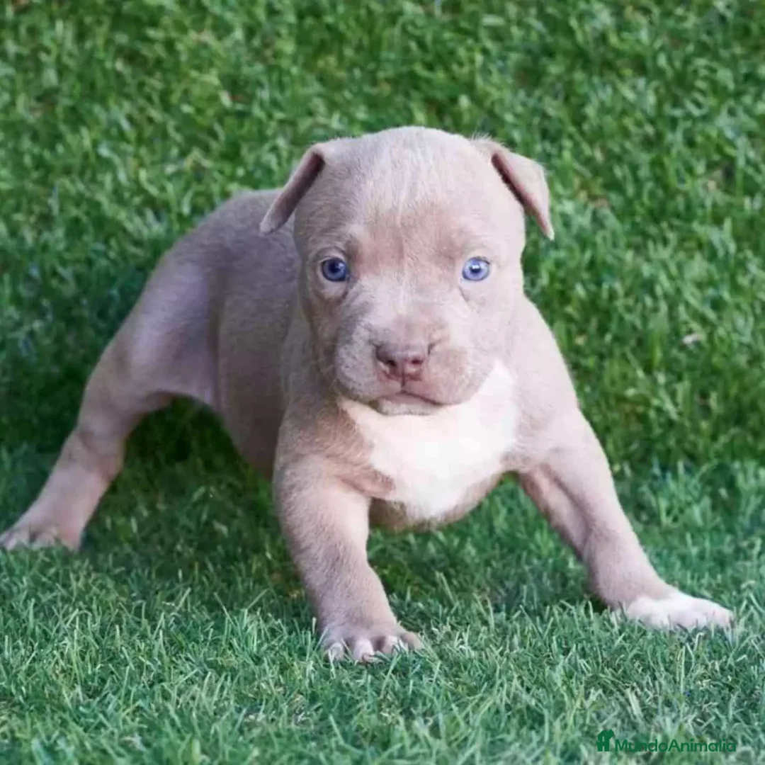 American Staffordshire-Terrier perros en venta: AMERICAN STAFFORD CACHORROS , BLUE , CHAMPAGNE... - Anuncio 3