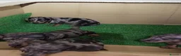 Teckel Miniatura perros en venta: ‼️‼️Disponibles preciosas teckel kaninchen  - Anuncio 2