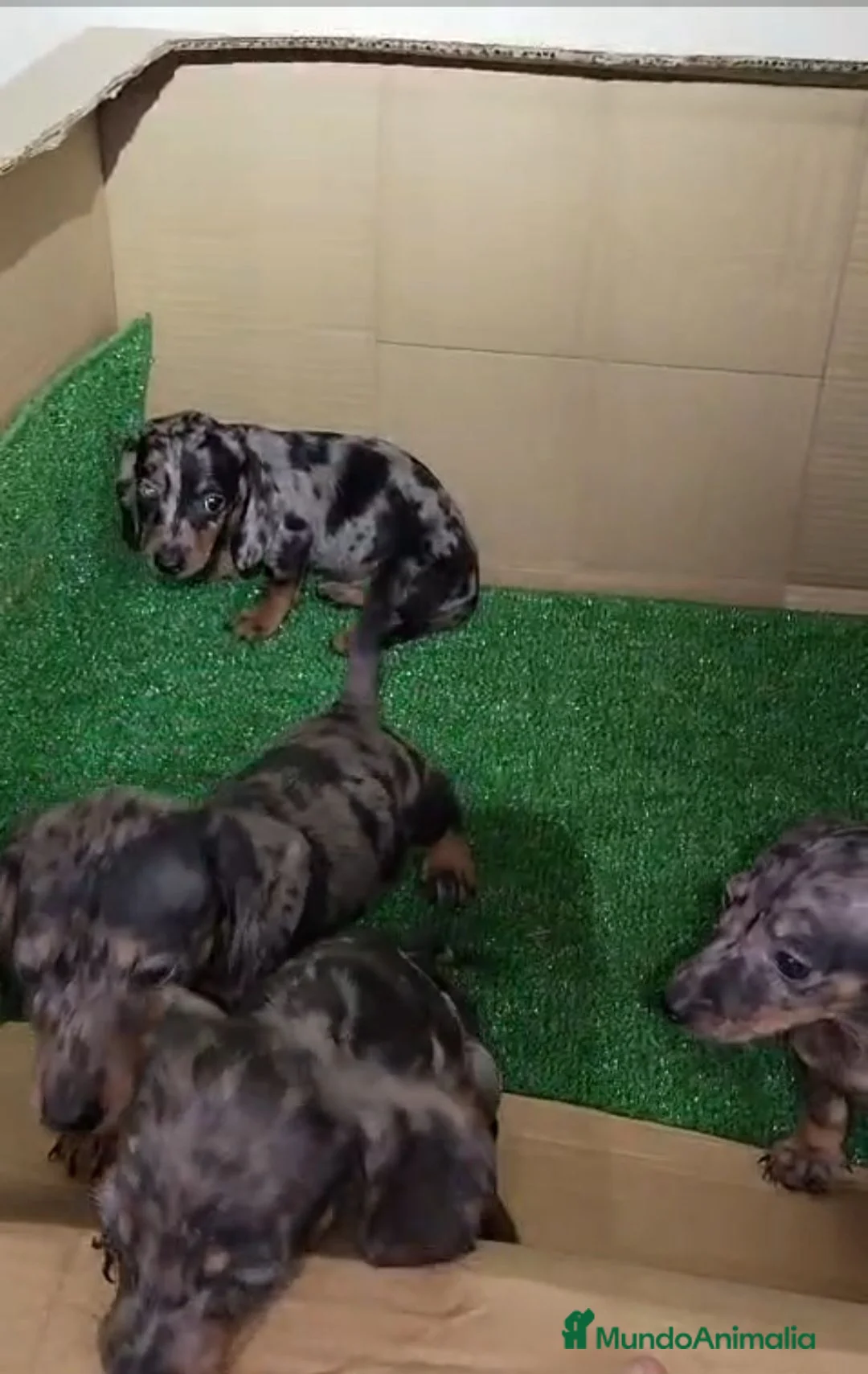 Teckel Miniatura perros en venta: ‼️‼️Disponibles preciosas teckel kaninchen  - Anuncio 2