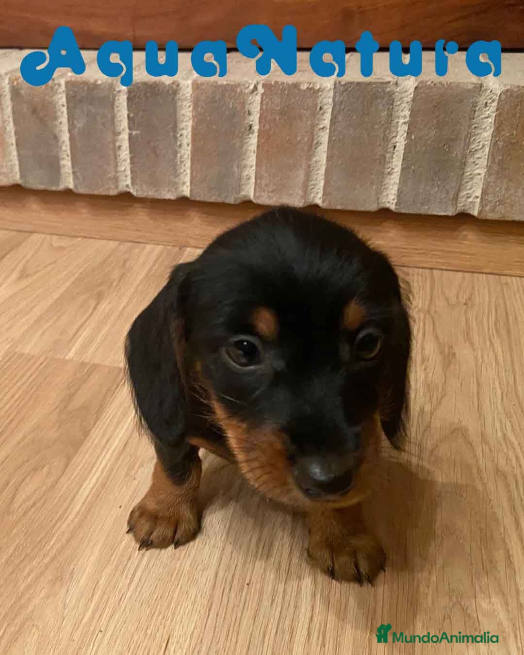 Teckel Miniatura perros en venta: Teckel Hembra de Kily y Luisiño 1998 AQUANATURA - Anuncio 5