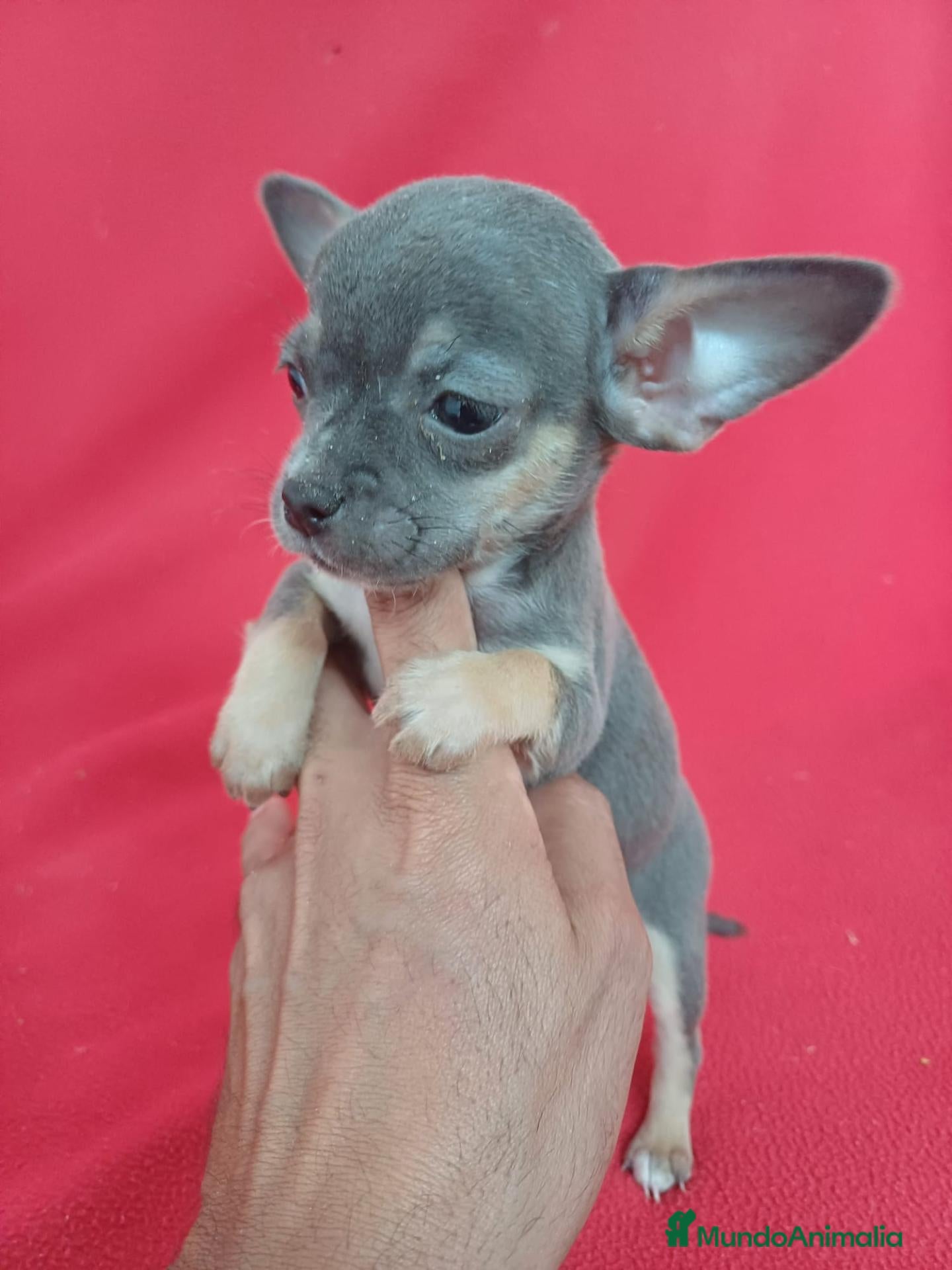 Chihuahua perros Chihuahua Mini Blue  - Anuncio 2
