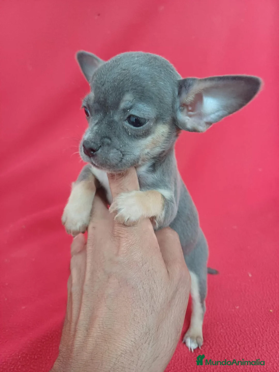 Chihuahua perros en venta: Chihuahua Mini Blue  - Anuncio 1