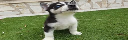 Husky Siberiano perros en venta: Husky Jet Black y Agouti EXÓTICOS - Anuncio 20