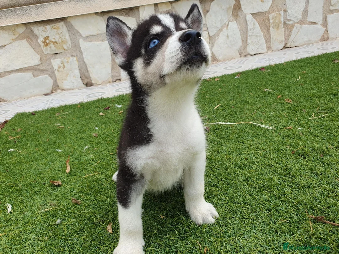 Husky Siberiano perros en venta: Husky Jet Black y Agouti EXÓTICOS - Anuncio 20