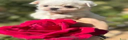Bichón Maltés perros en venta: Bichon maltés toy - Anuncio 5