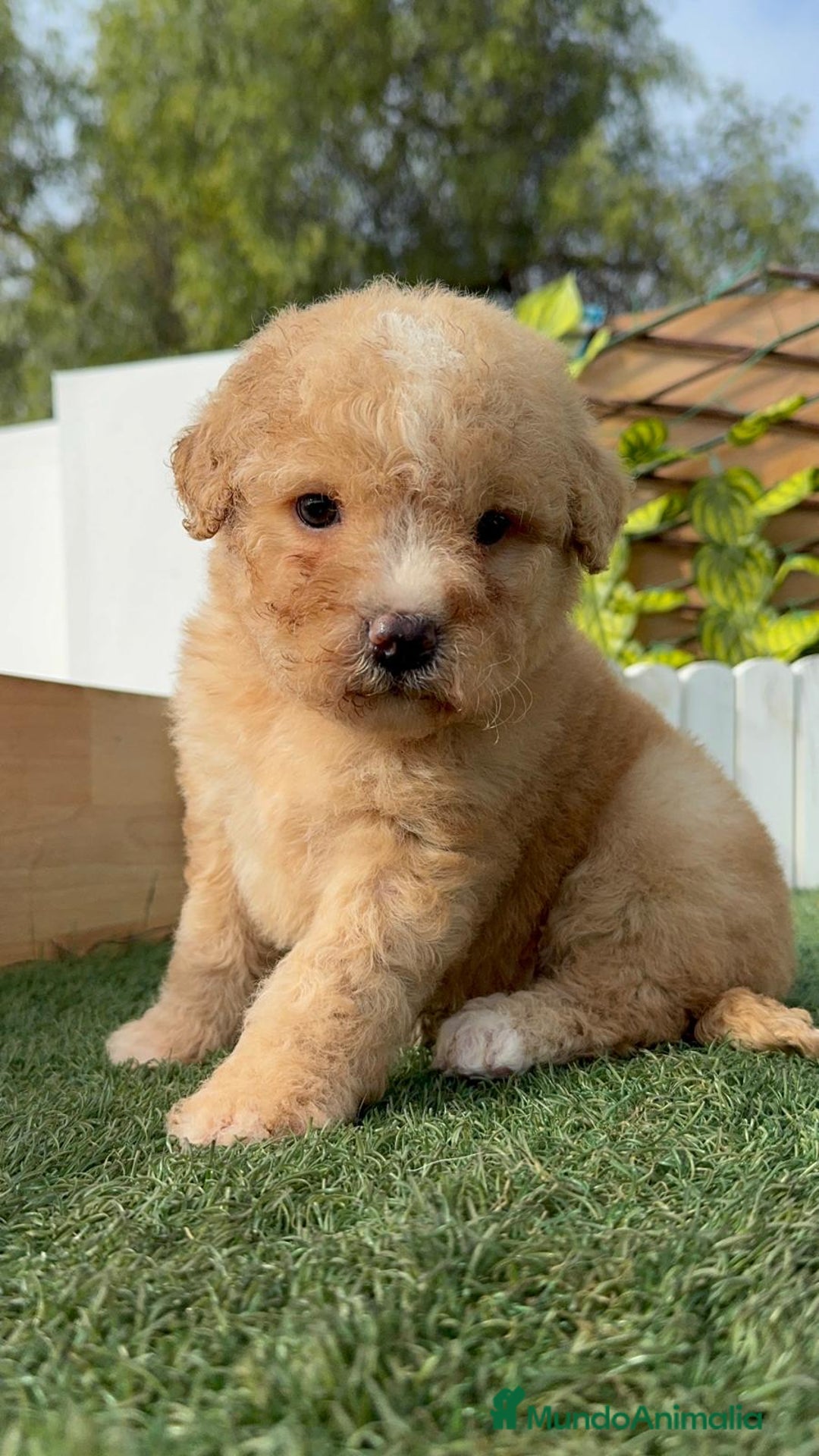 Perro de Agua Español perros en venta: PERRO DE AGUA ESPAÑOL - Anuncio 6