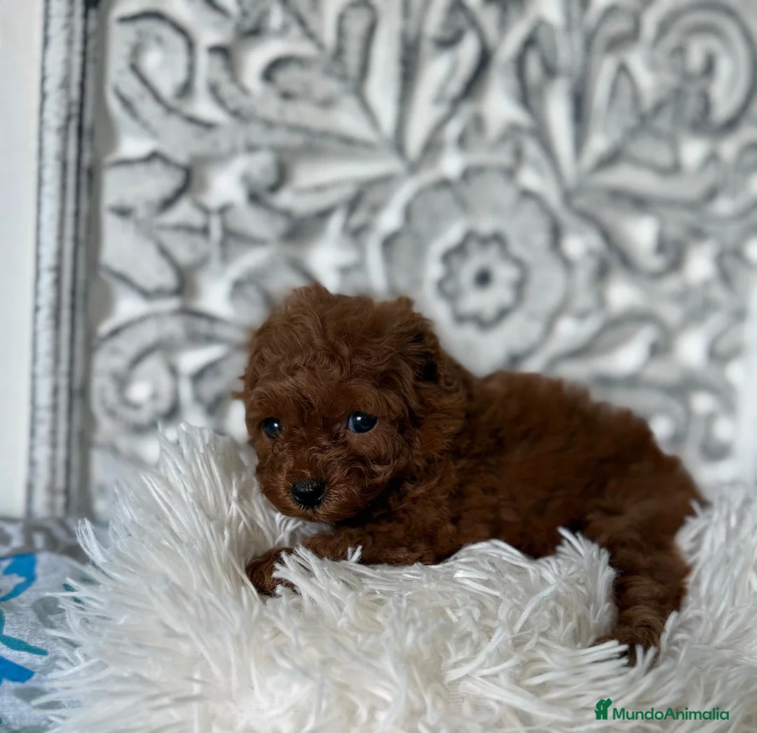Caniche Toy perros en venta: Caniche toy  - Anuncio 2