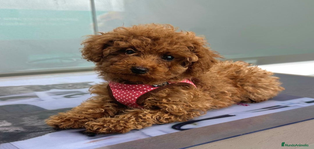 Imagen de galería {{count}}