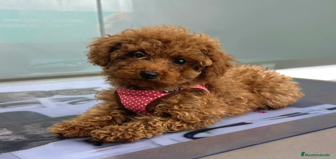 Imagen de galería {{count}}