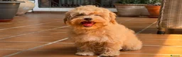 Maltipoo perros en venta: Maltipoo Hembra fotos reales !!! - Anuncio 3