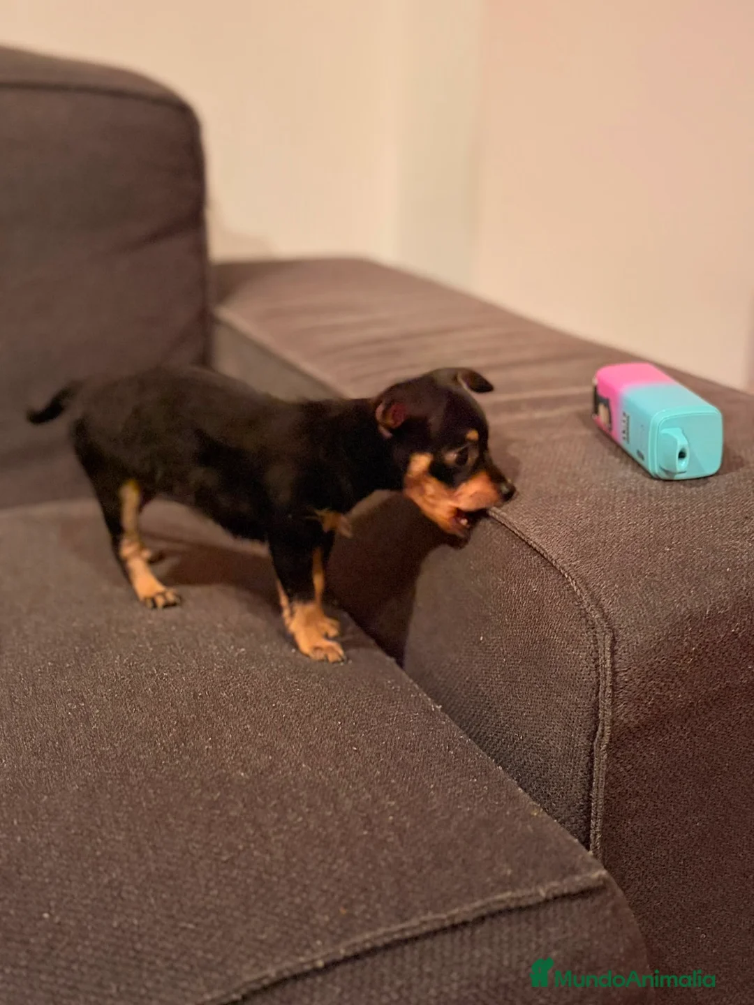 Pinscher Miniatura perros en venta: Pincher mini hembra  - Anuncio 6