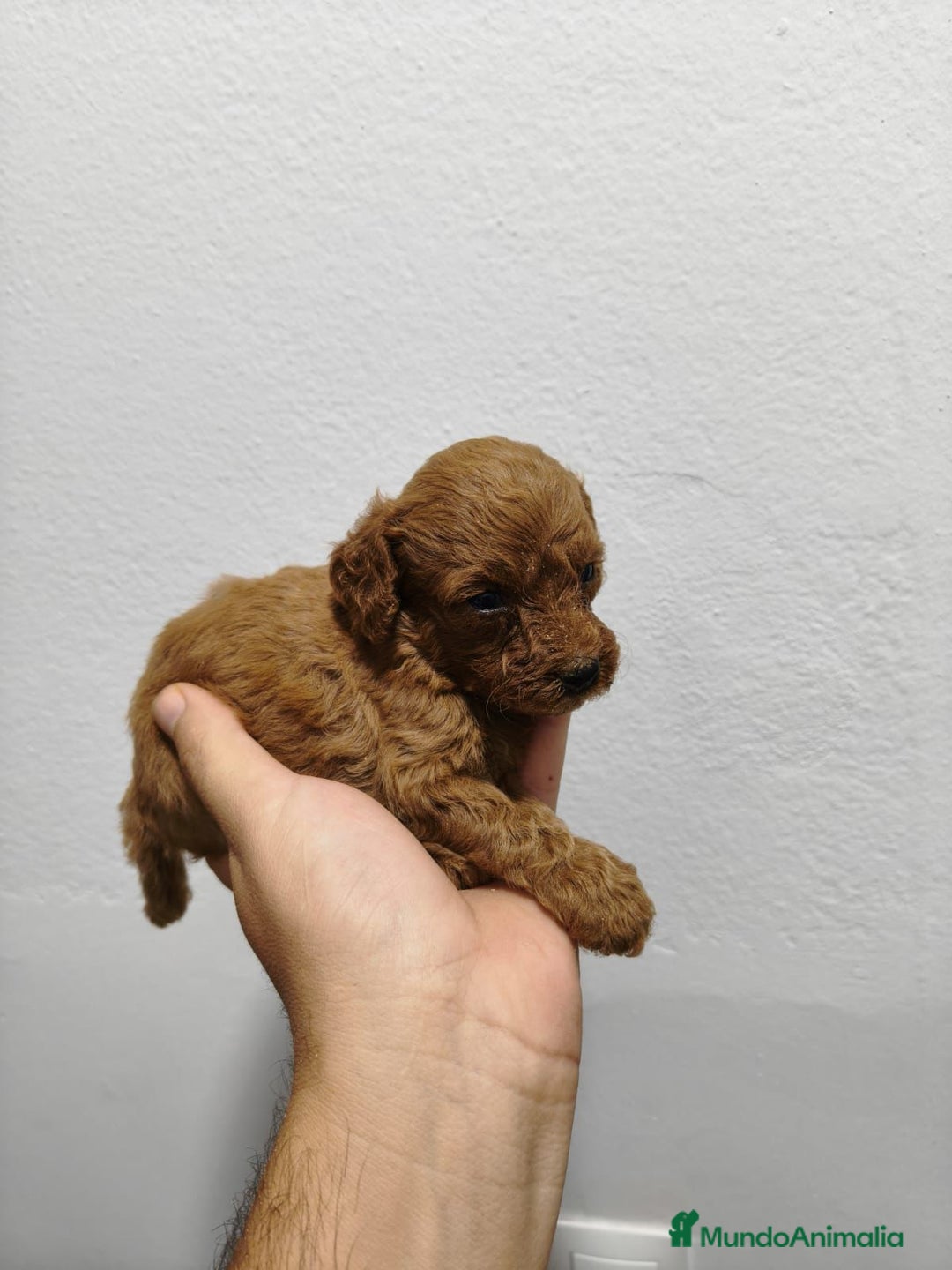 Caniche Enano perros en venta: Caniche toys rojo  - Imagen 2