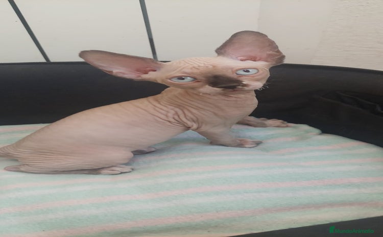 Sphynx gatos - Propaganda 1