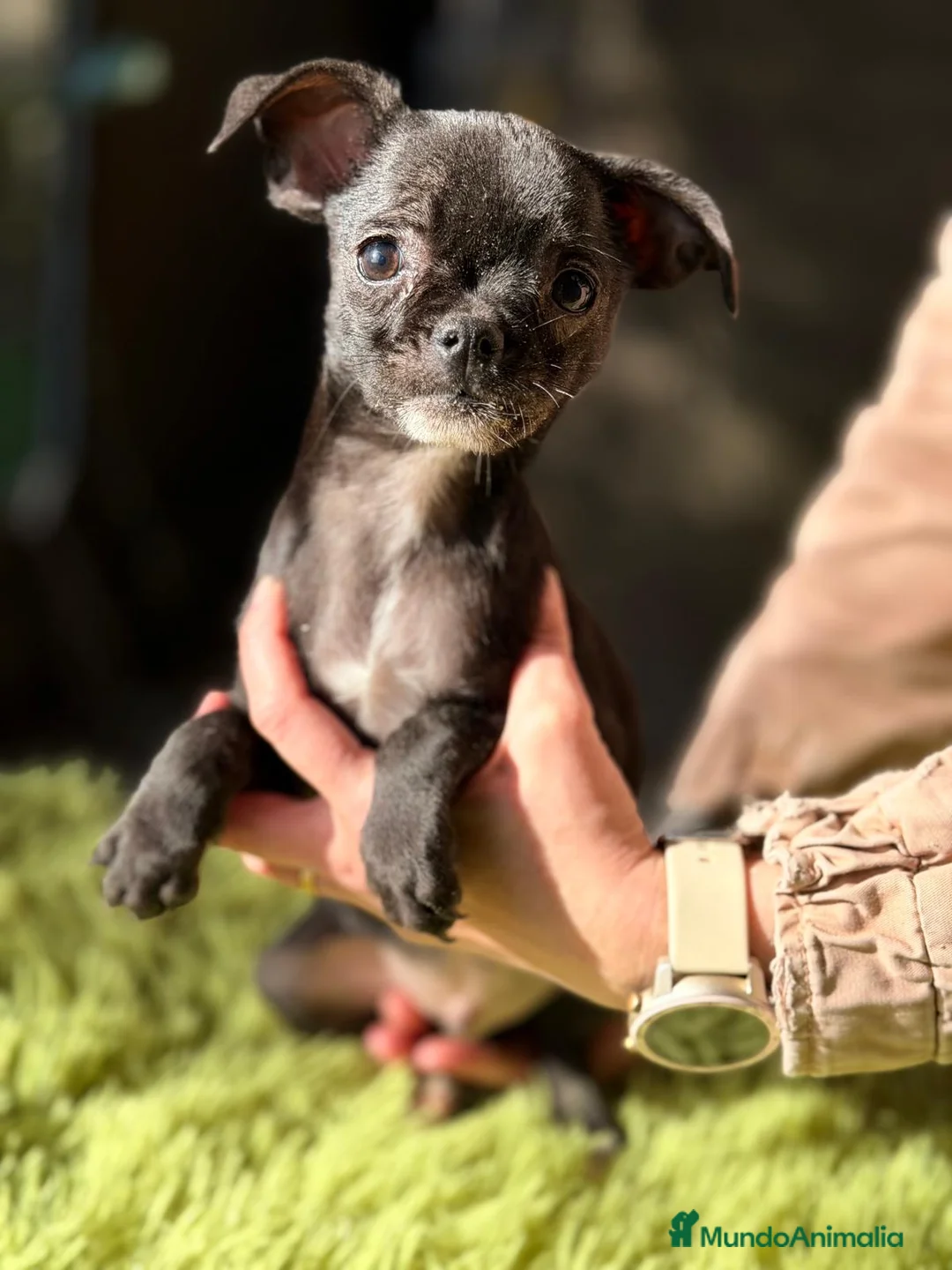 Chihuahua perros en venta: CHIHUAHUA  - Anuncio 8