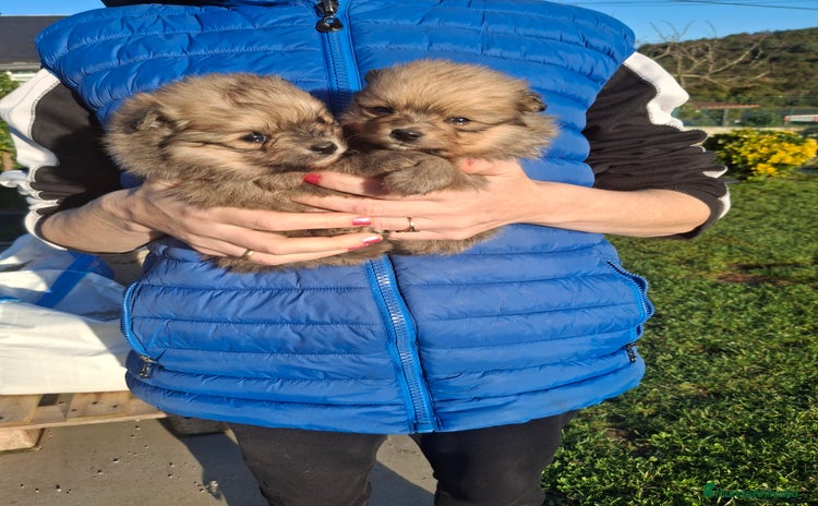 Pomerania perros - Anuncio 1