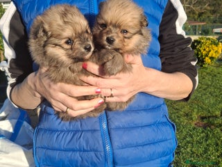 Pomerania perros - Anuncio 1