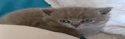 Británico de Pelo Corto Azul gatos en venta: BRITISH SHORTAIR BLUE dos gatitos y una gatita - Anuncio 1