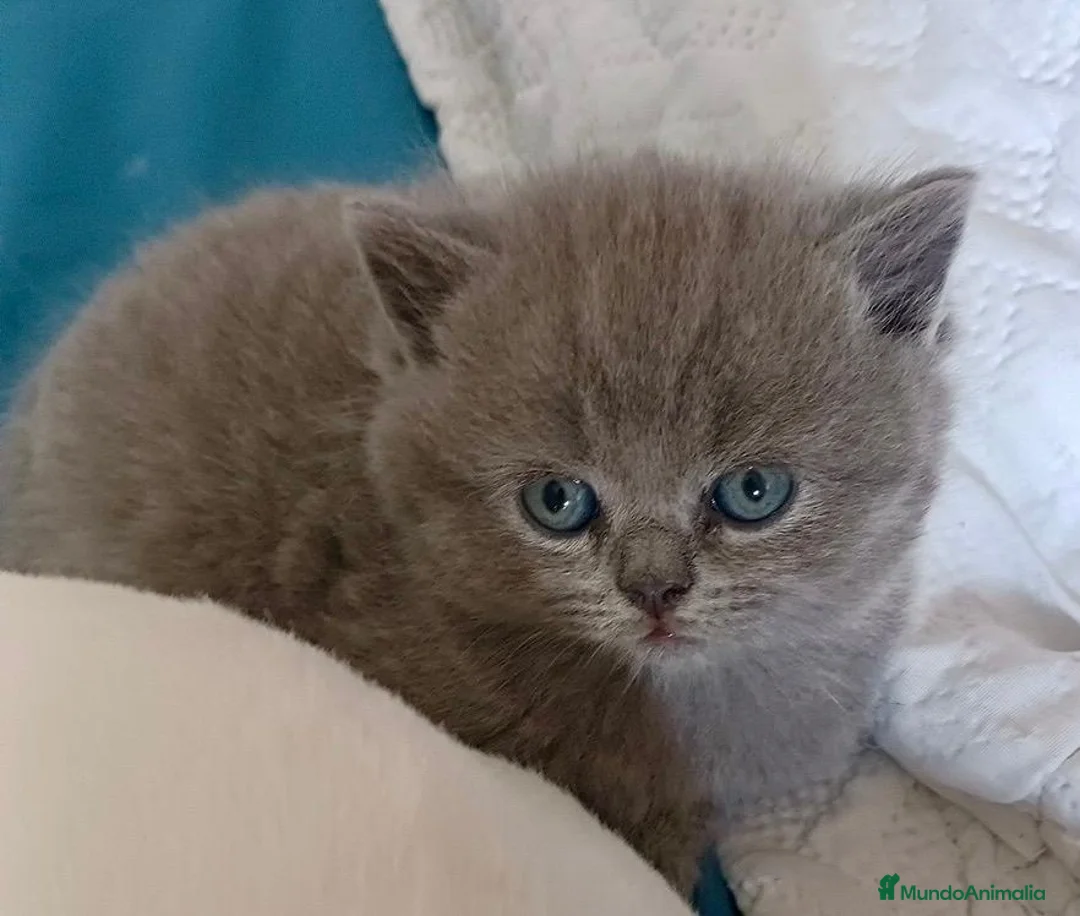 Británico de Pelo Corto Azul gatos en venta: BRITISH SHORTAIR BLUE dos gatitos y una gatita - Anuncio 1