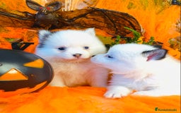 Pomsky perros en venta: Pomsky. Husky miniatura - Imagen 1