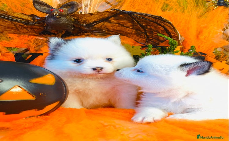 Pomsky perros - Anuncio 5