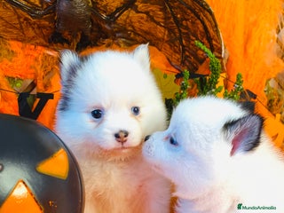Pomsky perros - Anuncio 5