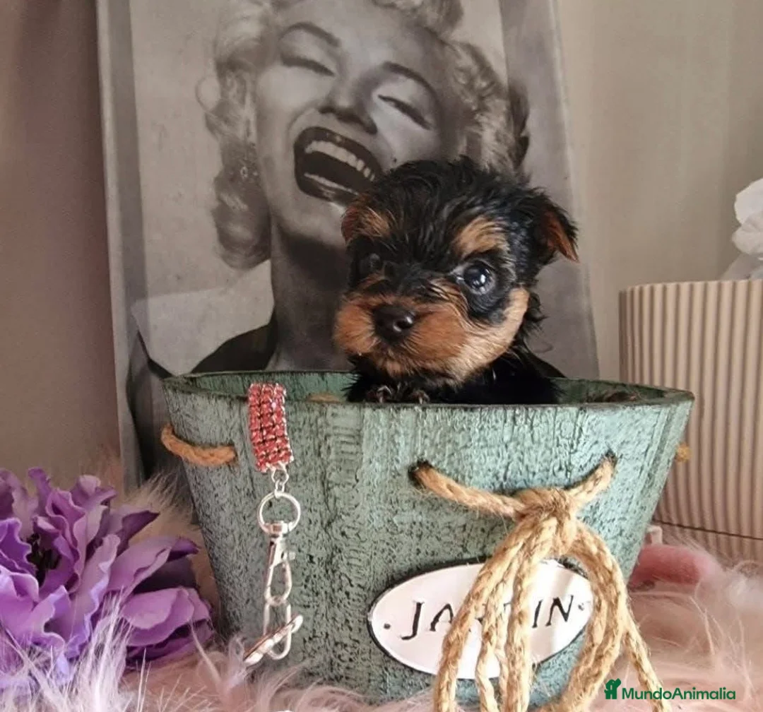 Yorkshire Terrier perros en venta: Yorkshire terrier - Anuncio 3