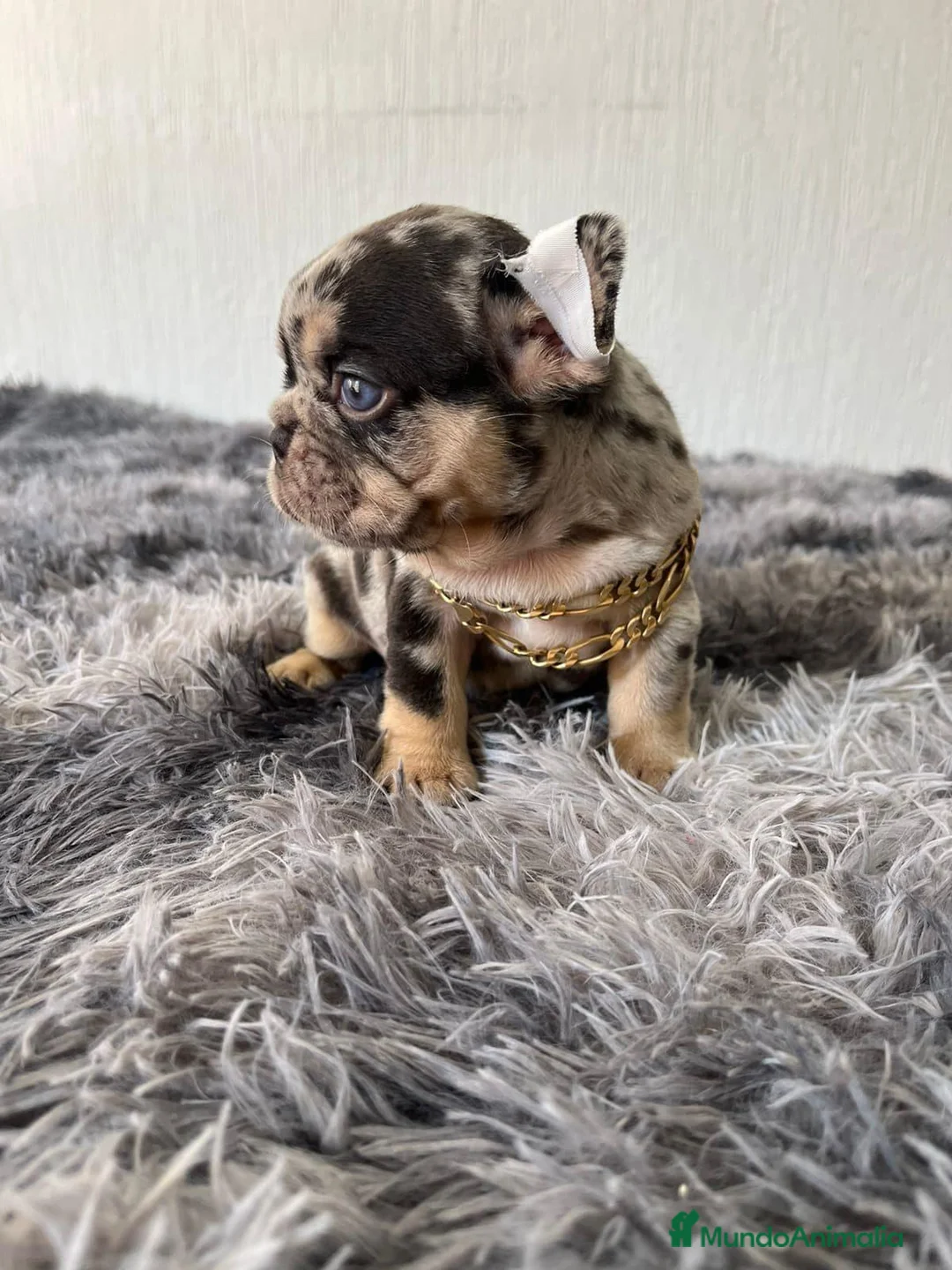 Bulldog Francés perros en venta: Bulldog francés exóticos  - Anuncio 4