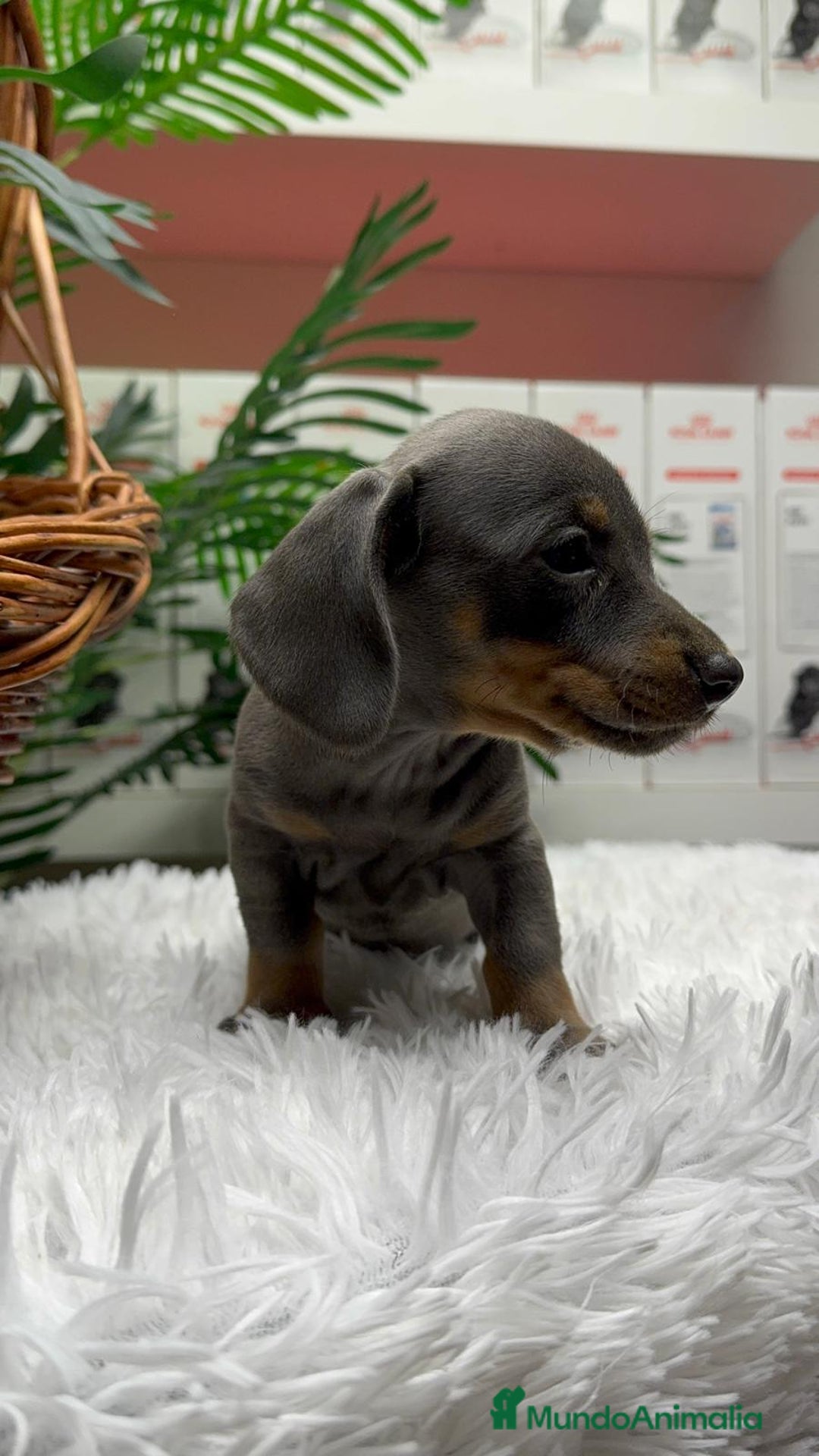 Teckel Miniatura perros en venta: TECKEL BLUE AND TAN - Anuncio 16