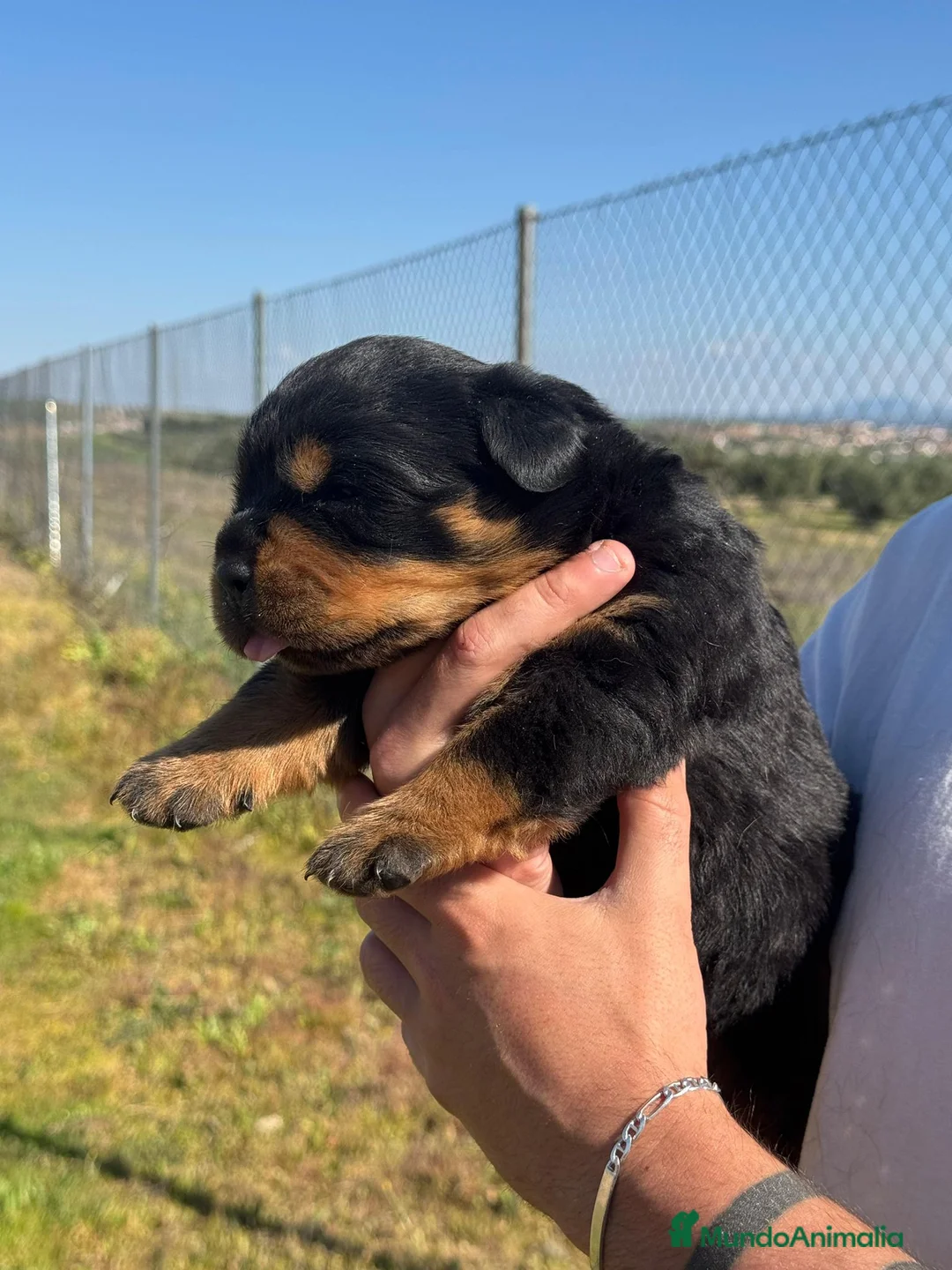 Rottweiler perros en venta: Rottweiler  - Anuncio 1