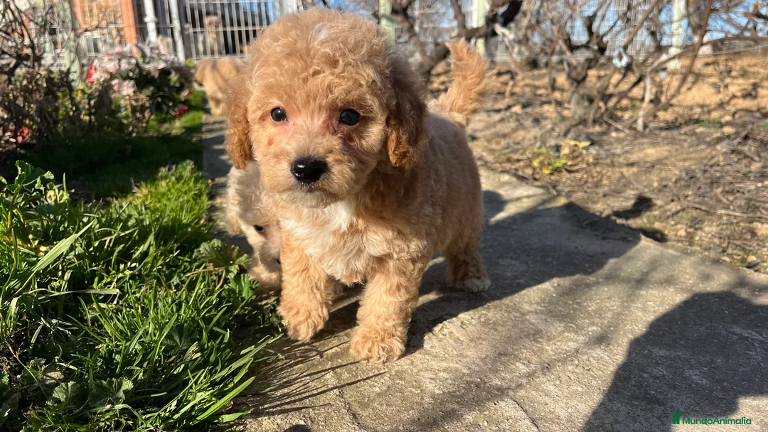 Caniche Enano perros en venta: Camada de caniche enano disponible! - Anuncio 4