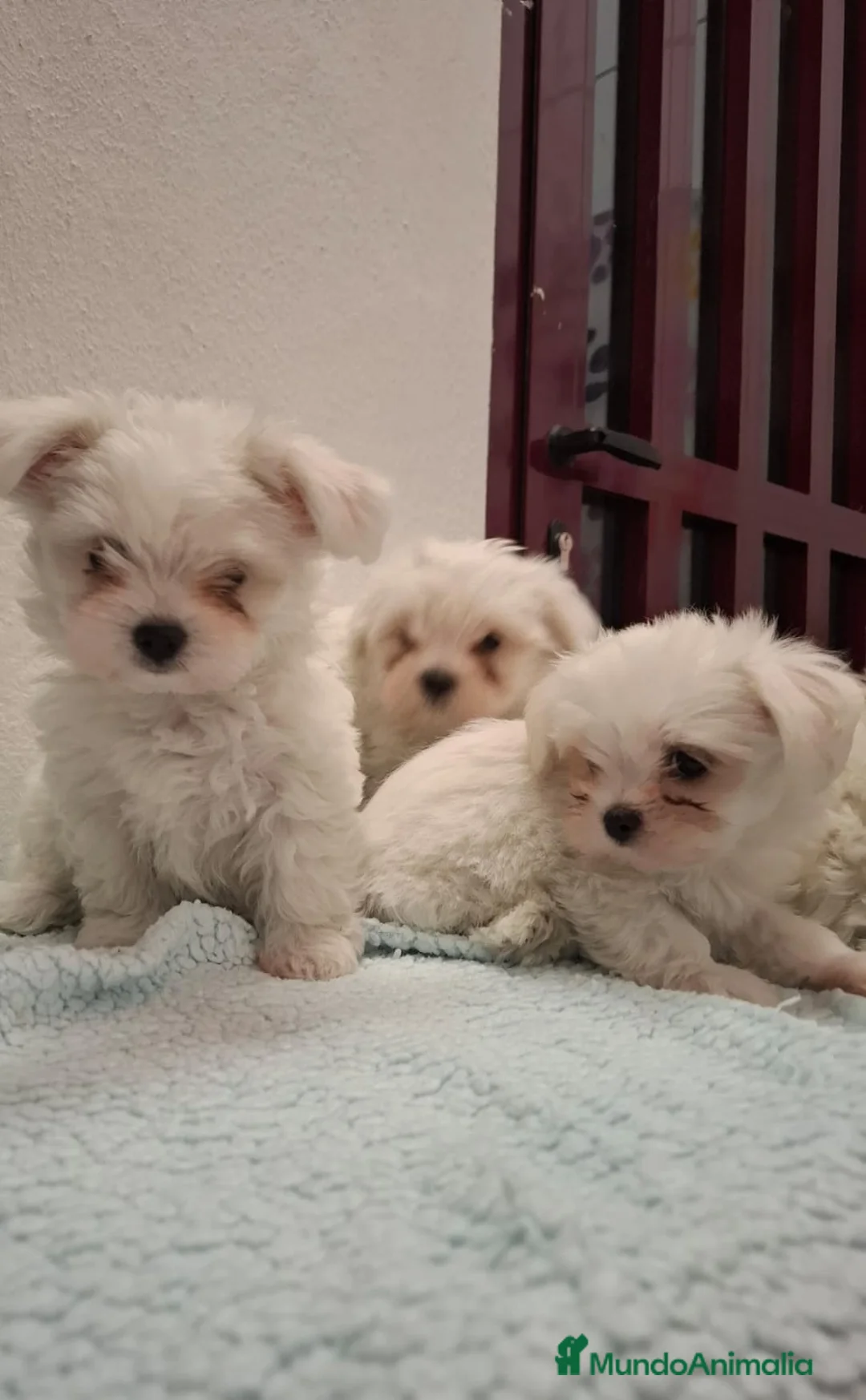 Bichón Maltés perros en venta: BICHON MALTES MACHO EXCLUSIVO  - Anuncio 4