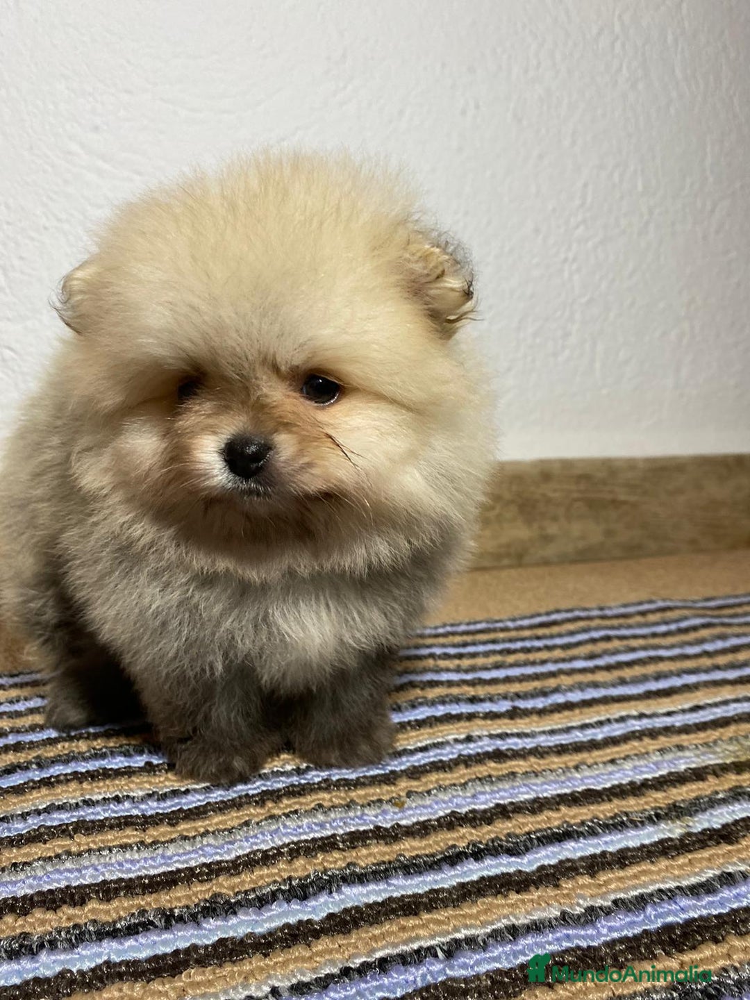 Pomerania perros en venta: Camada Pomerania Toy - Imagen 2