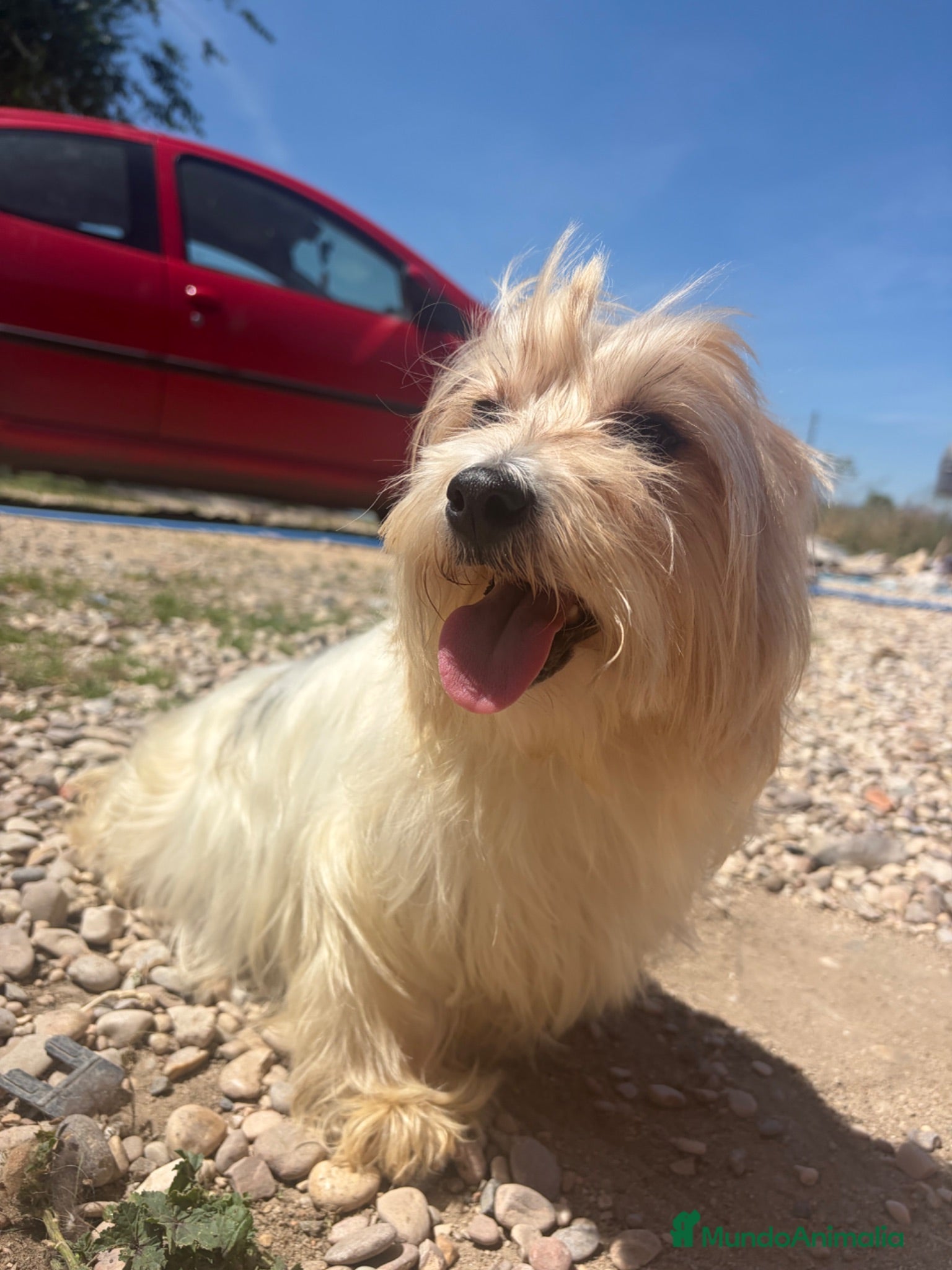 Biewer Yorkshire Terrier a la Pom Pon perros Biewer  - Anuncio 2