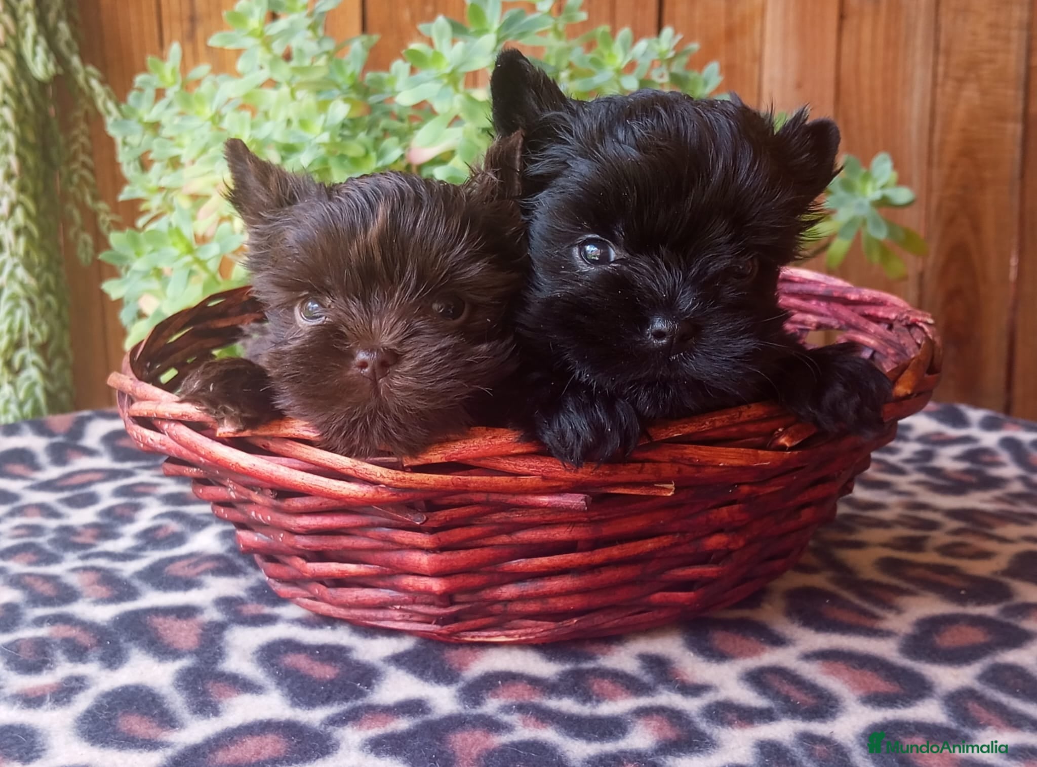 Yorkshire Terrier perros Exclusivos cachorros color chocolate Toy - Anuncio 34
