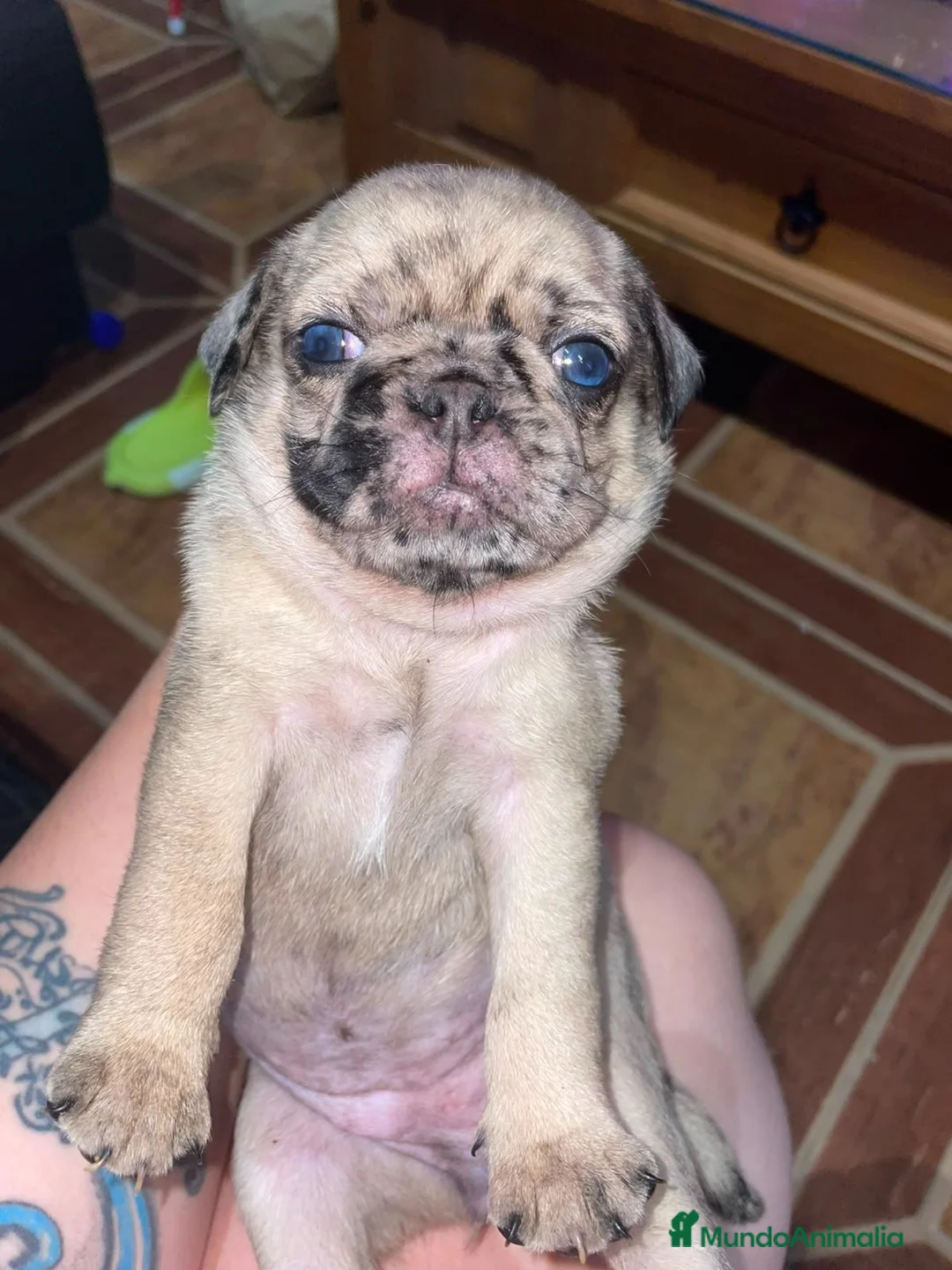 Carlino - Pug perros en venta: Disponible Carlinos de Calidad  - Anuncio 1