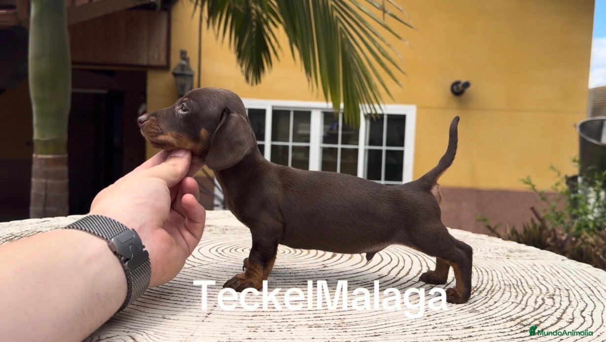 Teckel perros Teckel kaninchen  - Anuncio 1