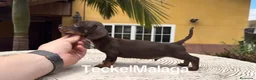 Teckel perros en venta: Teckel kaninchen  - Anuncio 1