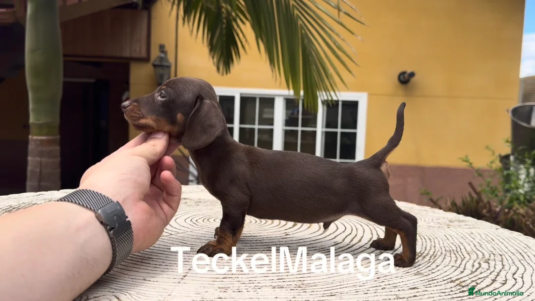 Teckel perros en venta: Teckel kaninchen  - Anuncio 1